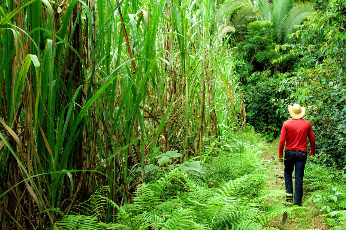 farmingfirst's tweet photo. Four years was all it took to transform Santa Brígida Farm in Goiás, Brazil from a liability to an income stream in the latest. 

Learn from @CropLifeIntl how new systems of crop rotation can dramatically change landscapes and livelihoods: https://t.co/l4TQyDZqwM https://t.co/aXHzFY8vD8
