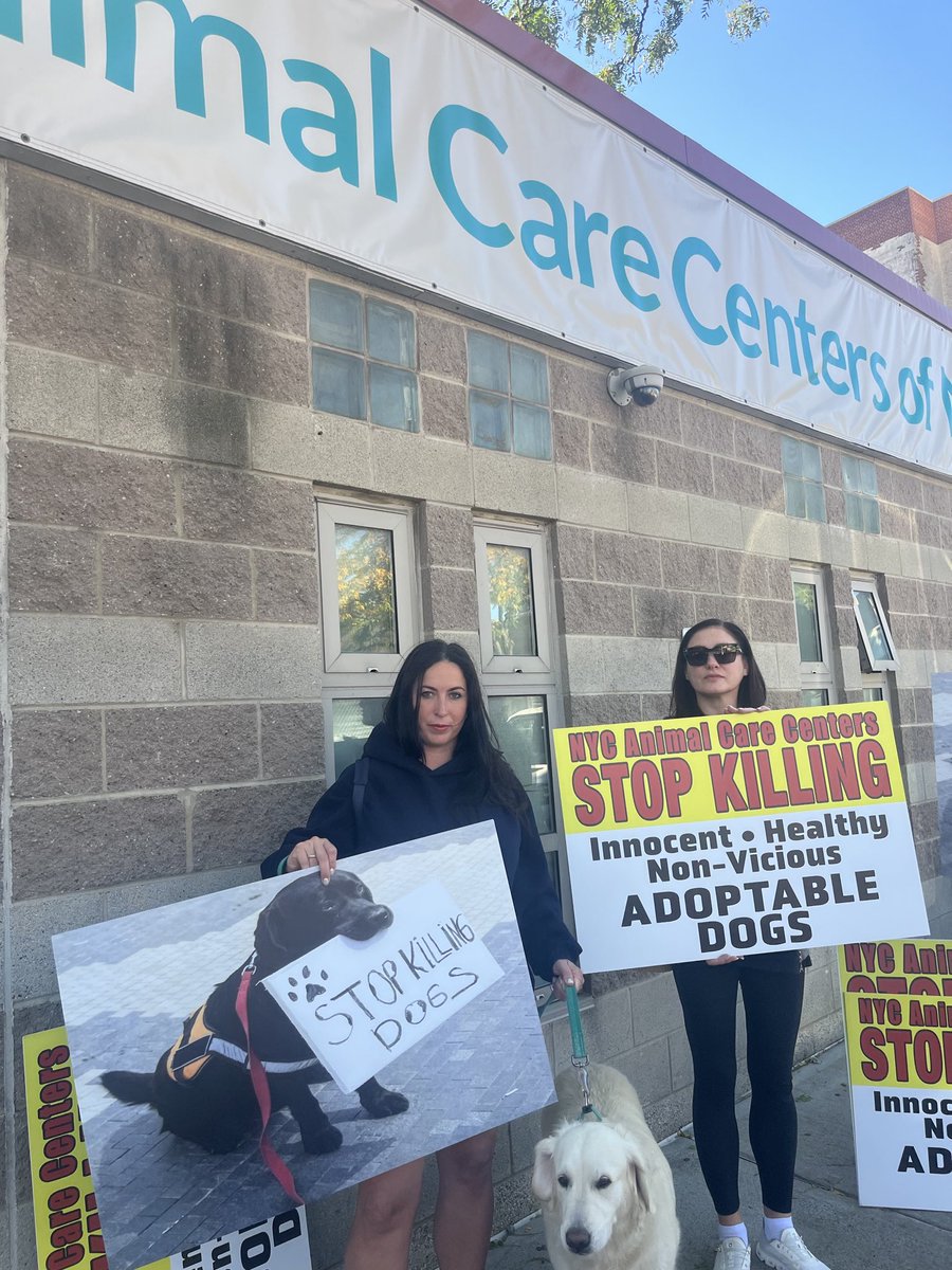 MoishesMom's tweet photo. The Manhattan location of the NYCACC was visited by several No Kill Advocates this past Saturday October 3️⃣rd…. 

Yes….NYCACC does in fact kill “good, healthy dogs and cats.” https://t.co/T0TOXUhkHc