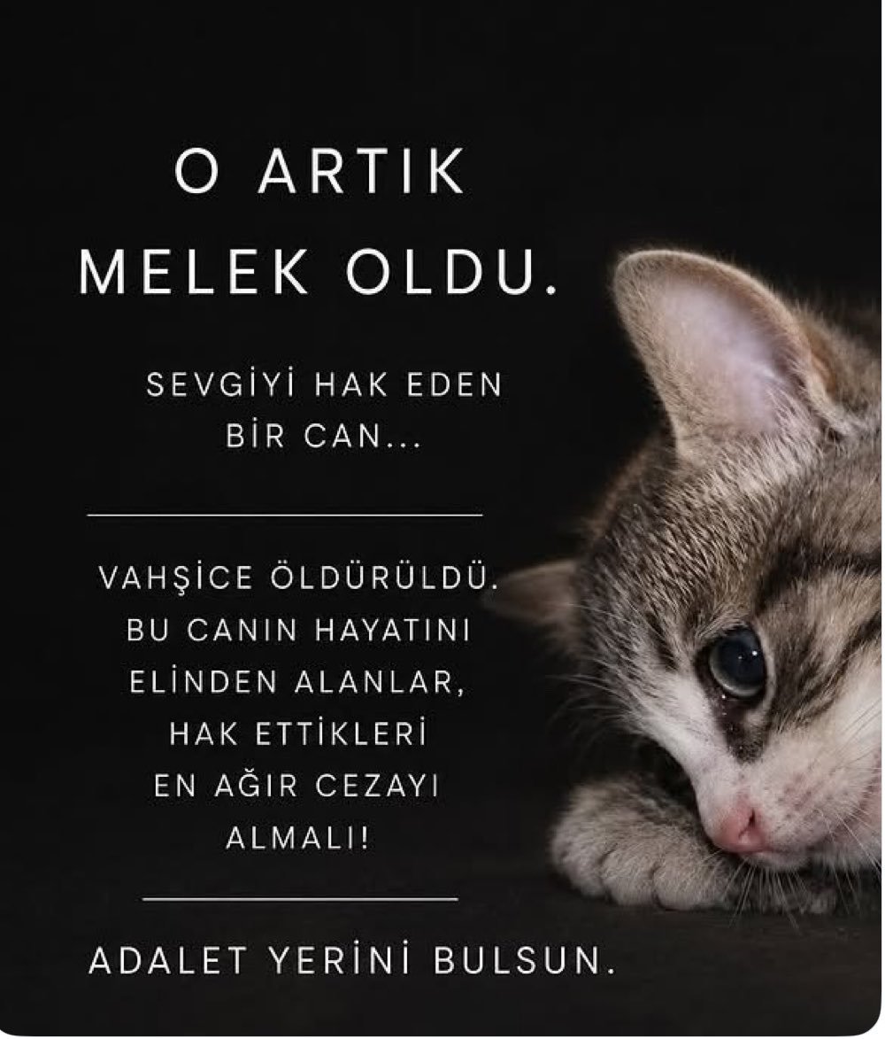 Tuikbilge's tweet photo. Yürek sızımız.
Vicdan yaramız.
İnsanlık ayıbımız

#MinikKediyiUnutmadık https://t.co/sOc4kk02Gt