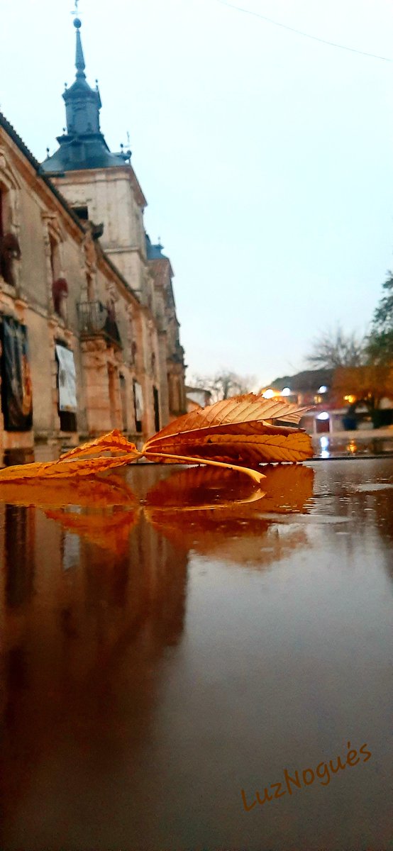 MLuzNogues's tweet photo. Y de repente,  el otoño llegó. https://t.co/B5merPiAjk