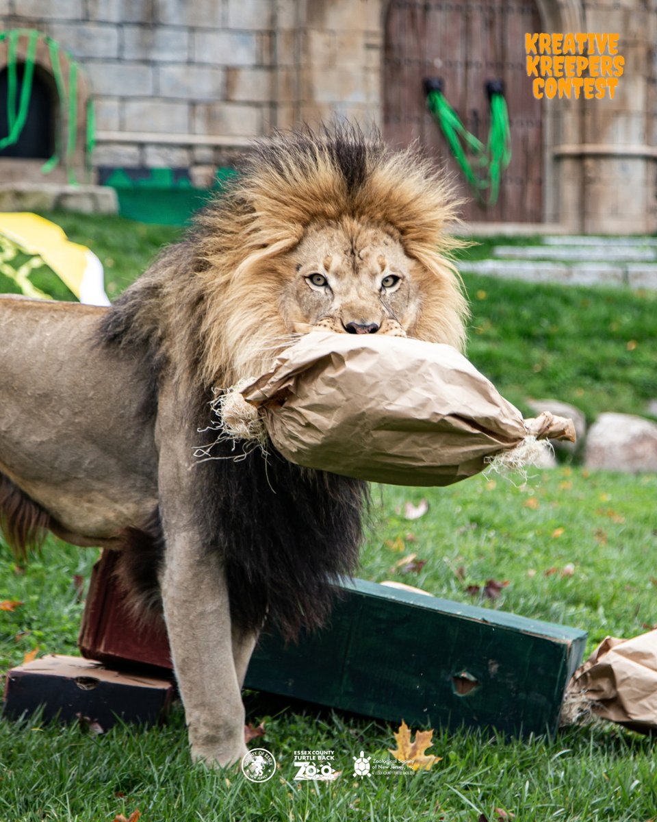 TurtleBackZoo's tweet photo. 🎃👻 LAST CHANCE

For the past six years, our keepers have transformed animal habitats into incredible Halloween displays using items from our Wish List — and now we’re getting ready for the 7th Annual Kreative Kreepers Contest!

🛒 Shop the Wish List: https://t.co/DMIOXUfLYv https://t.co/2c6sZobRrT