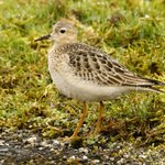 Photo by Steve T (@xbirder)