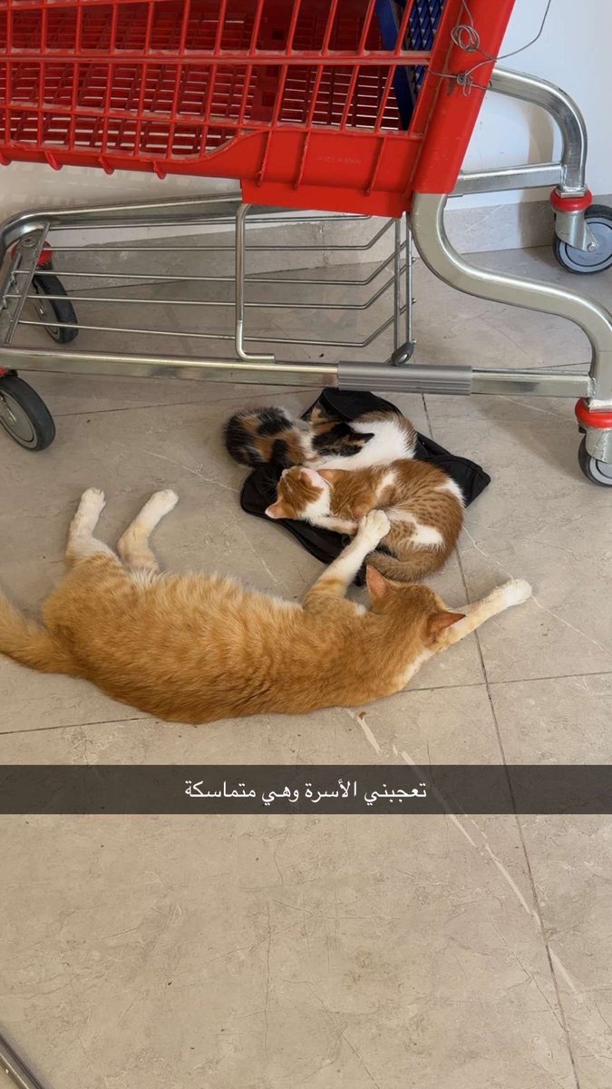 _alhakm's tweet photo. #سنابيّات https://t.co/NSVyNRGK7c