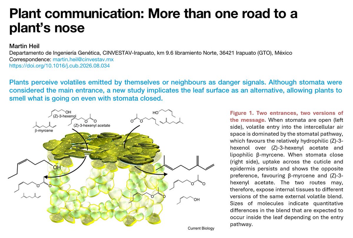 Martinplantecol's tweet photo. Just out in @CurrentBiology
My thoughts on the excellent work by the group of @Matthias__Erb
on the non-stomatal uptake of volatiles by Kalanchoe leaves
https://t.co/ljDry7P8Uu https://t.co/UKLYfFnSOt