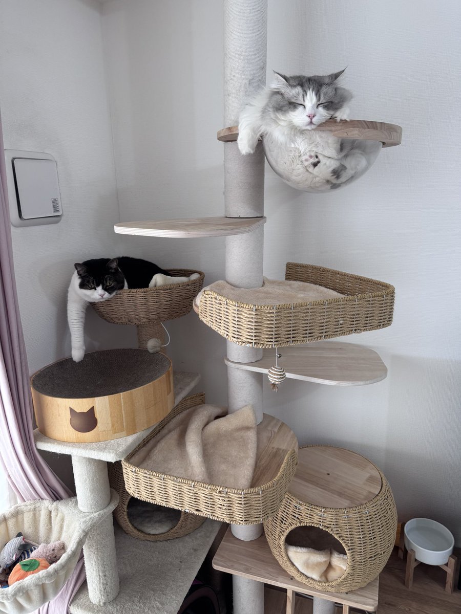 nekooji1103's tweet photo. 🌴🐈
🐈‍⬛🌴 https://t.co/d35iva7q6O