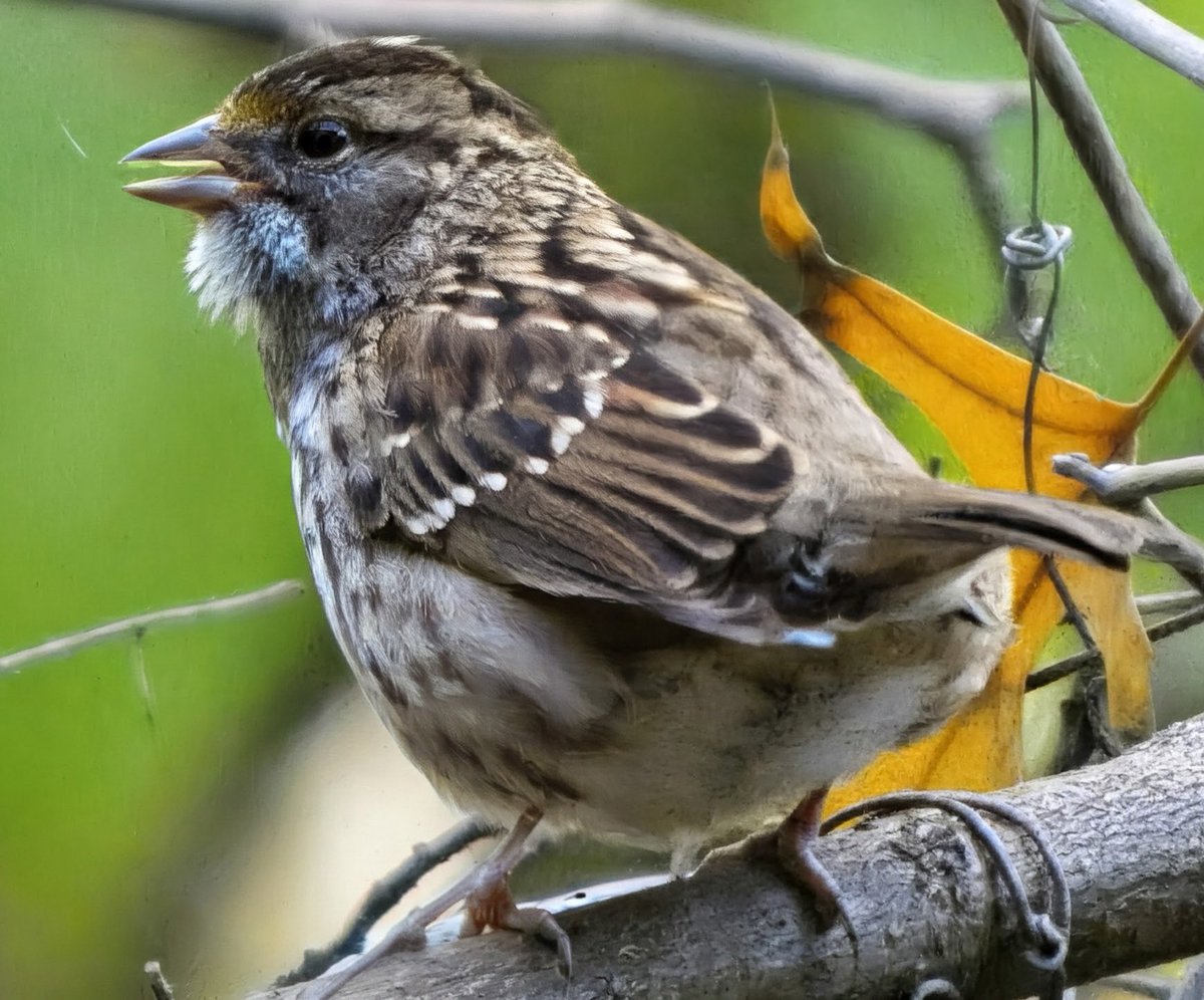 theaterlover1's tweet photo. Song, white throated and chipping sparrows Monday in @CentralParkNYC #BirdTwitter #BirdsSeenIn2026 #birdcpp https://t.co/sAYQNi8jIP
