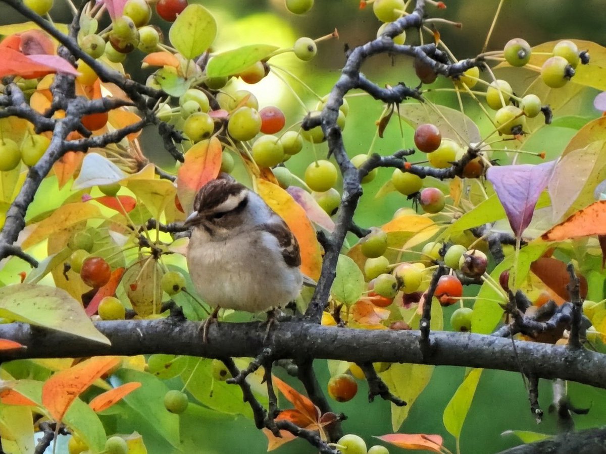 theaterlover1's tweet photo. Song, white throated and chipping sparrows Monday in @CentralParkNYC #BirdTwitter #BirdsSeenIn2026 #birdcpp https://t.co/sAYQNi8jIP
