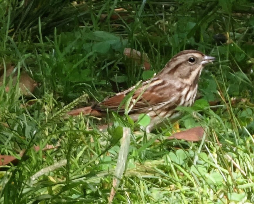theaterlover1's tweet photo. Song, white throated and chipping sparrows Monday in @CentralParkNYC #BirdTwitter #BirdsSeenIn2026 #birdcpp https://t.co/sAYQNi8jIP