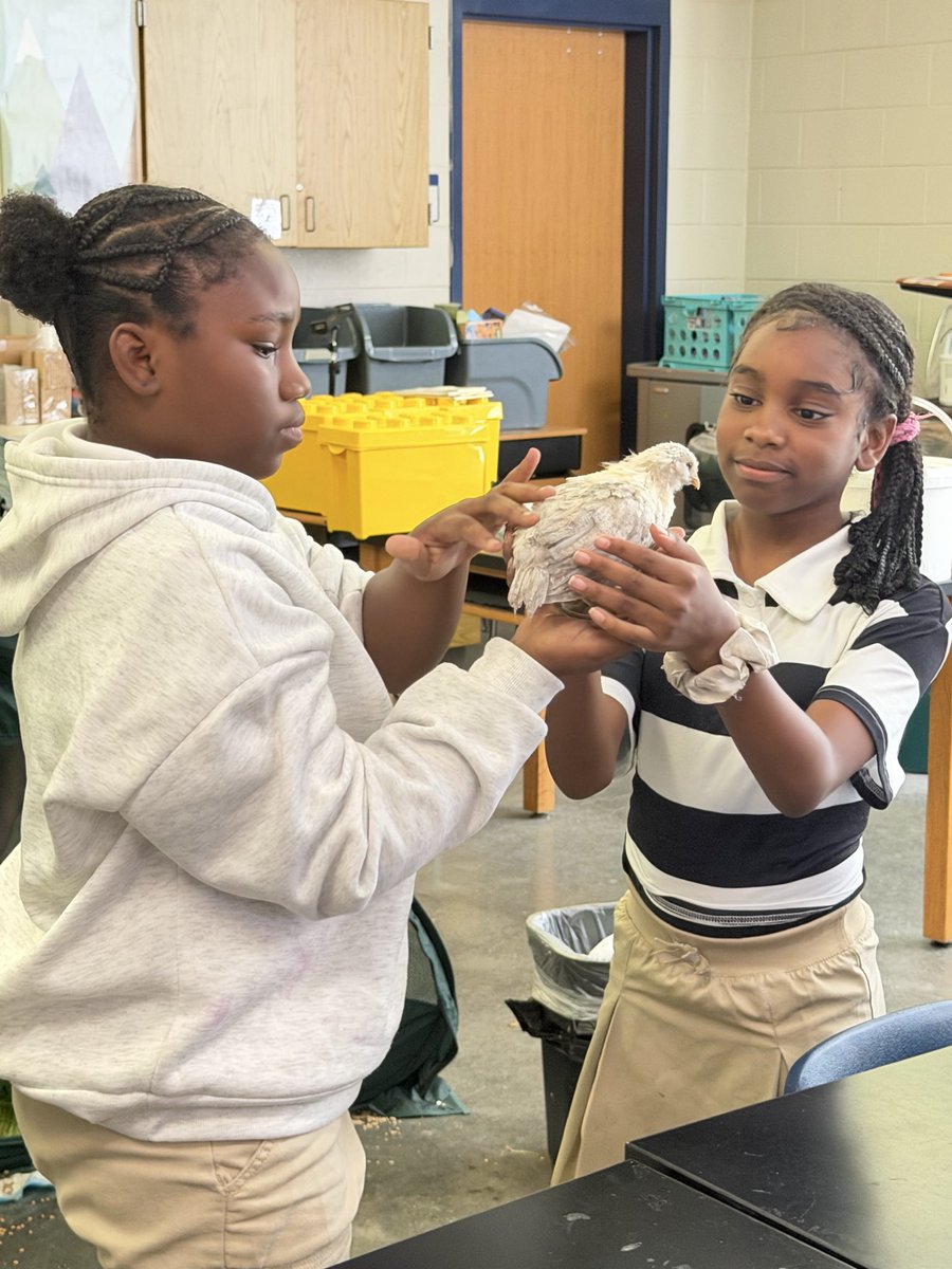 DocSTEM's tweet photo. @kalzimm @TerukoDobashi @APSMAJ_Elem @LisaColbert10 The chicken tenders caught in the act. This is #STEAMinAction https://t.co/0XxjYM0b9y