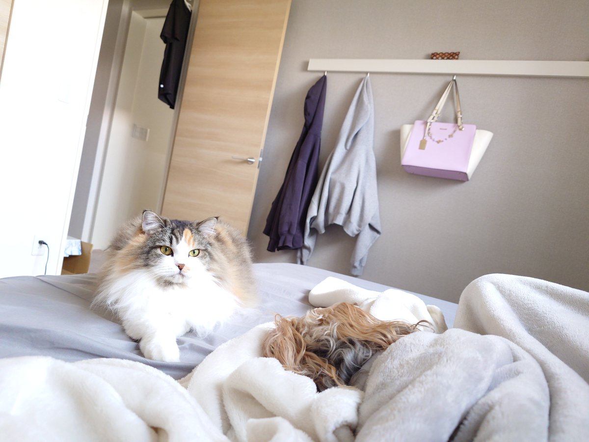 rimu0404's tweet photo. ねぼすけ組を起こしに来るモカちゃん🐱
何があろうと寝るラテ🐶 https://t.co/orlco7UUfq