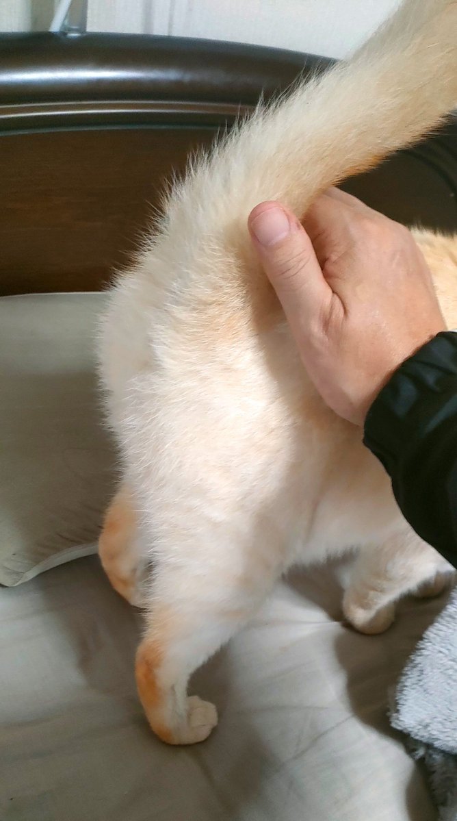 Galulun's tweet photo. 隣に座って要求する目つきのラッキー、お尻ぽんぽんを要求されましたかわいい
#猫のいるくらし #猫のいる幸せ https://t.co/AC7sOUqgw9