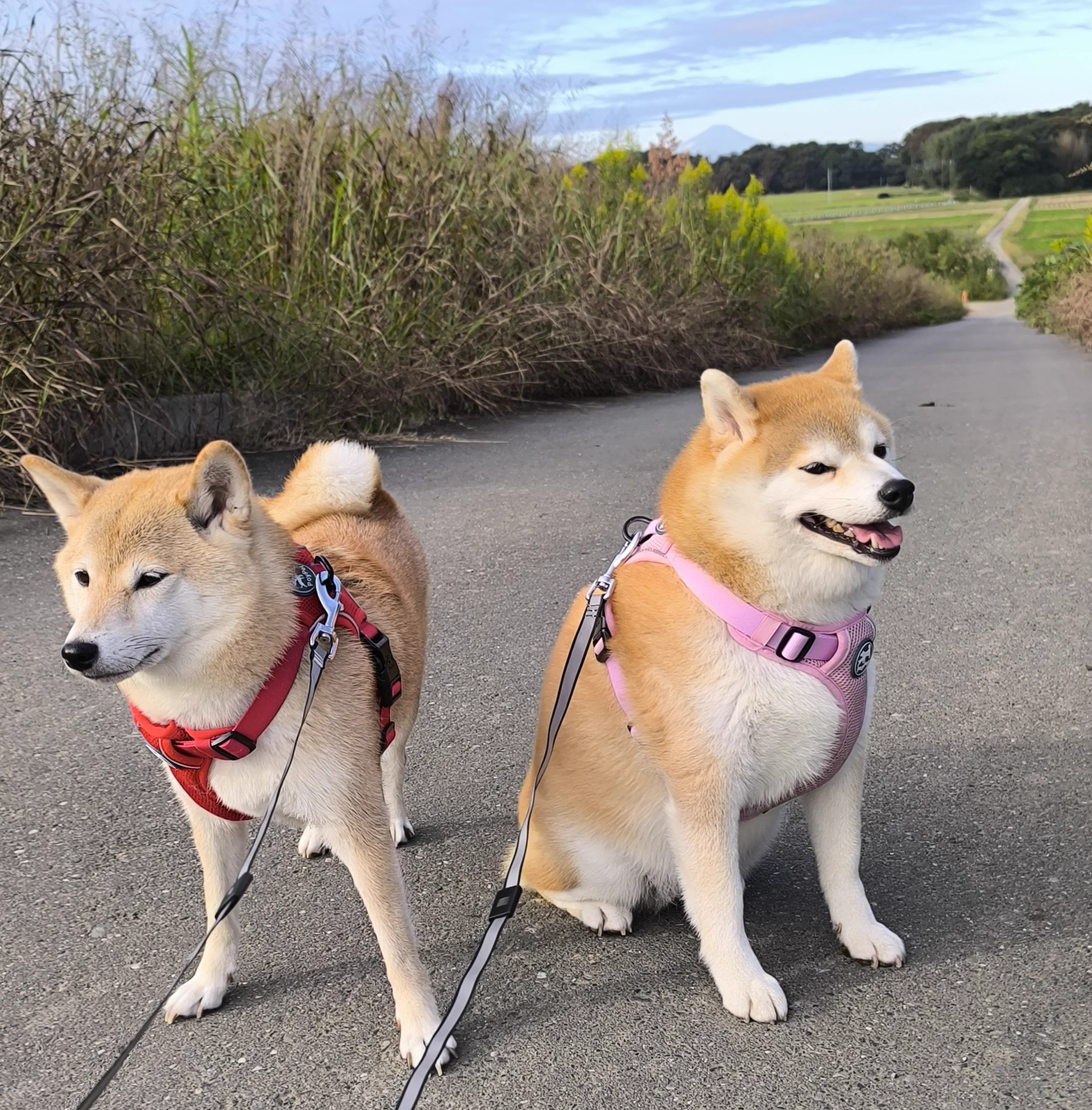 柴犬ちびまる子 on X: 