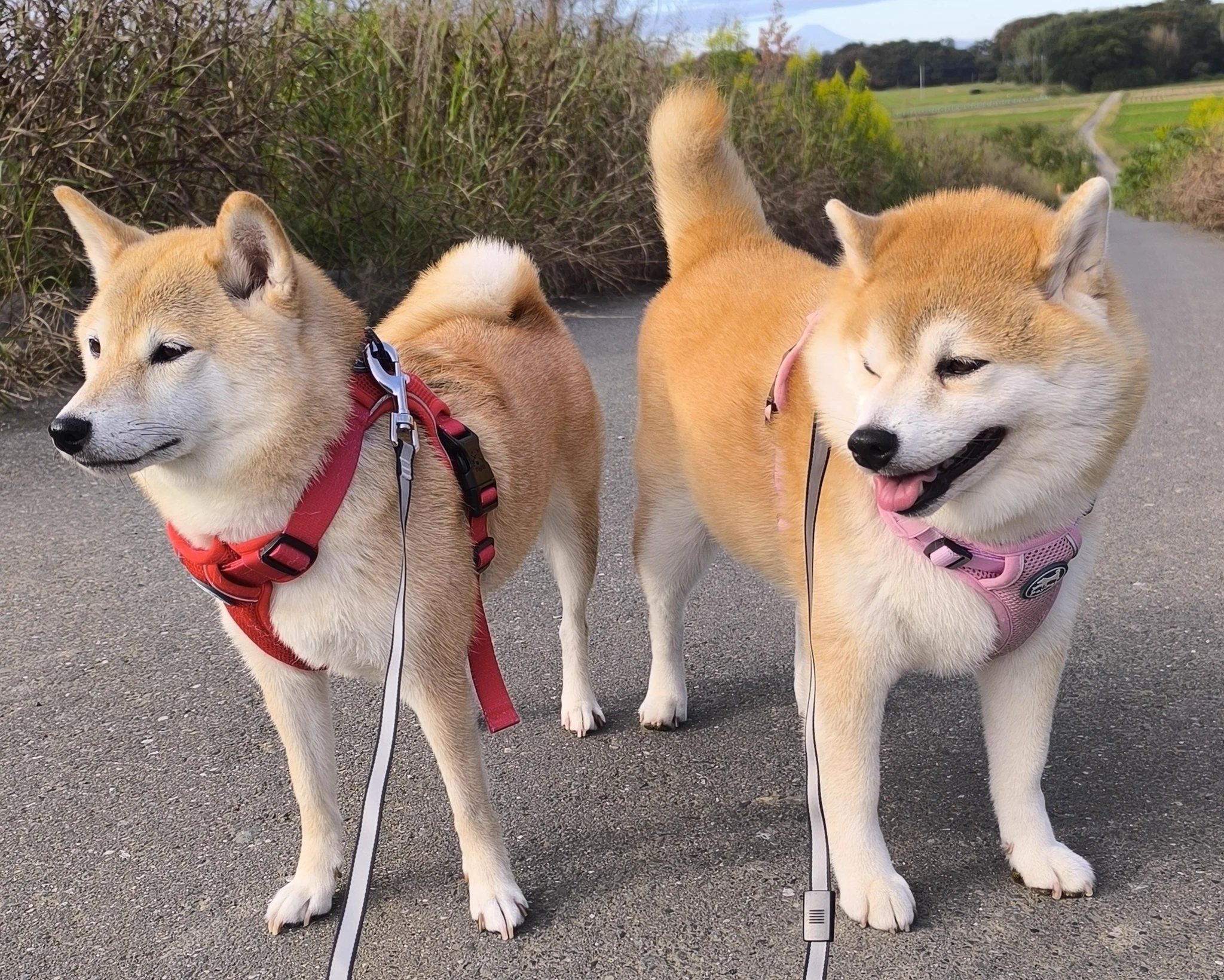 柴犬ちびまる子 on X: 