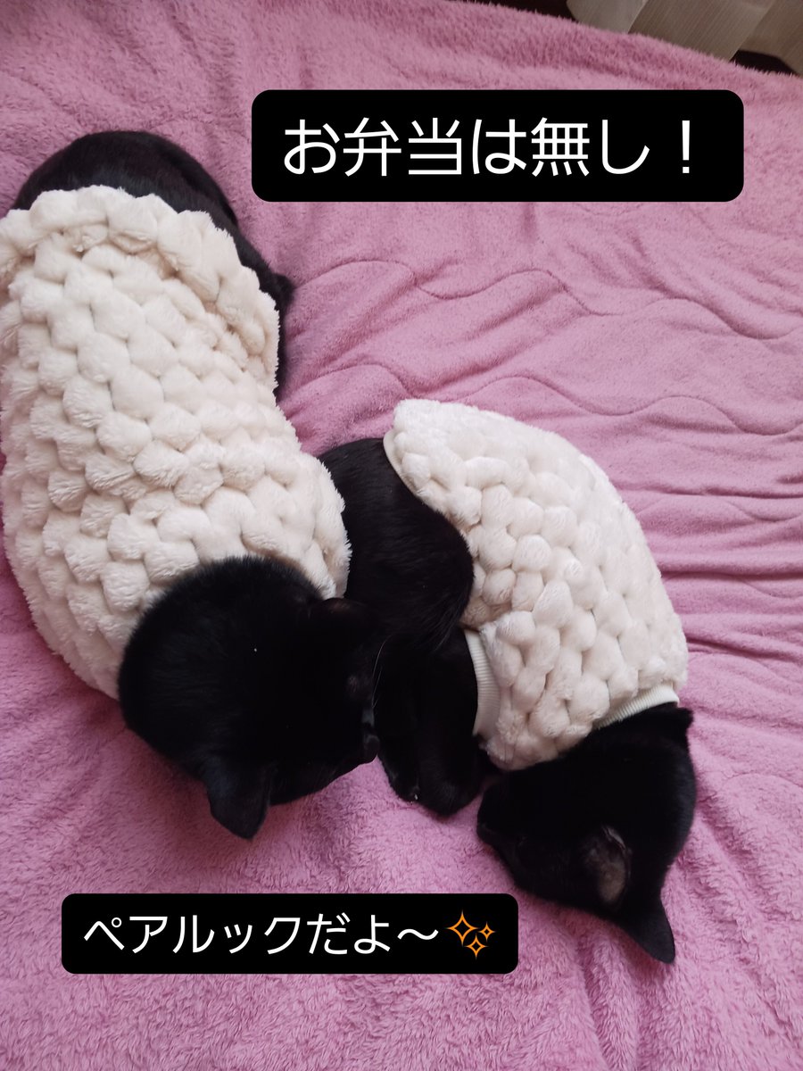 koyukikoharu1's tweet photo. 薄曇りの朝。
少し暖かい。

10月に入って忙しくなってきたー。
ハロウィンの工作準備が山ほどある。
子供達が作りやすいように、必要なものを用意します。
これがまた細かくて😅
でも喜ぶのよねぇ。
真剣な顔で作って、出来上がった時の笑顔が私のご褒美❤

頑張りまっす！

#お弁当 #お弁当記録 https://t.co/ZSnuAliXFH
