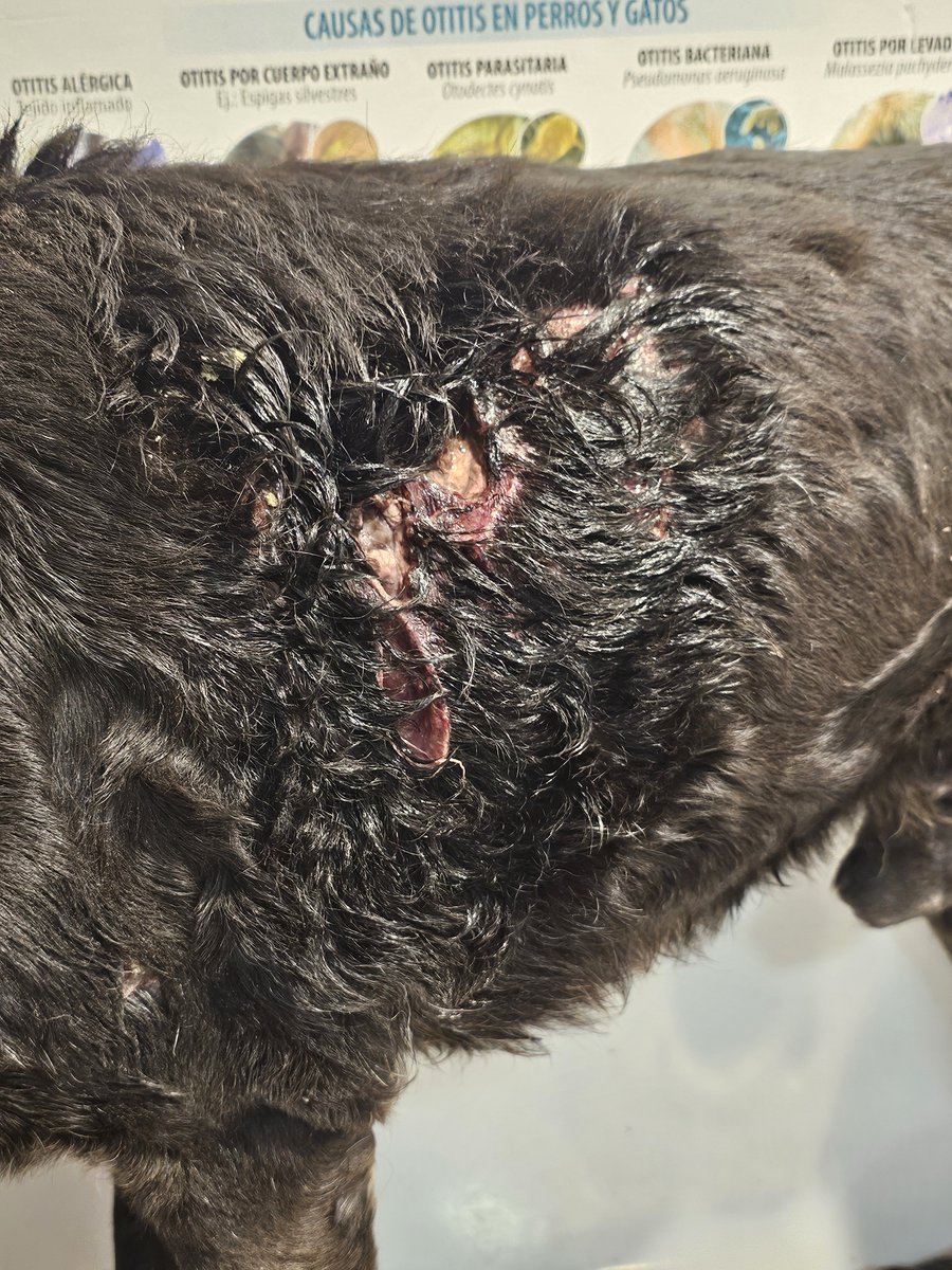 sol_palacios_m's tweet photo. Viejito de 14 años atacado
Mas de una semana sin ayuda.
Tiene larvas de gusanos😔😭no pudimos ser indiferentes, en la mañana publique y llego 0 ayuda debe quedar hospitalizado, no puede irse a la calle se morirá asi😭💔
Solange Palacios 
Banco estado
Cuenta rut
17376209-7 https://t.co/XDf3gbfvmJ