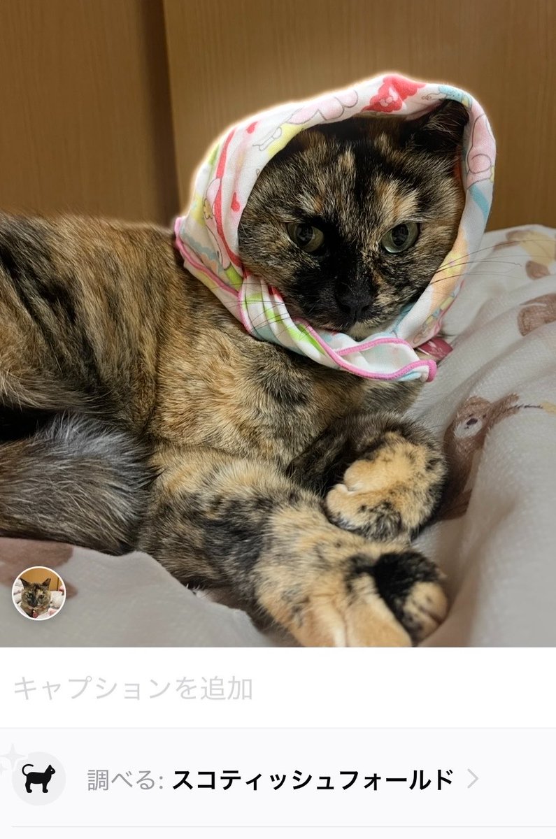 SpunyuSabi's tweet photo. さびちゃんってスコティッシュだったんだ🫢笑 https://t.co/ovjInr5iwJ