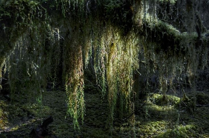 elemmiressoul's tweet photo. deep in the woods. https://t.co/ms9rbaU9gq