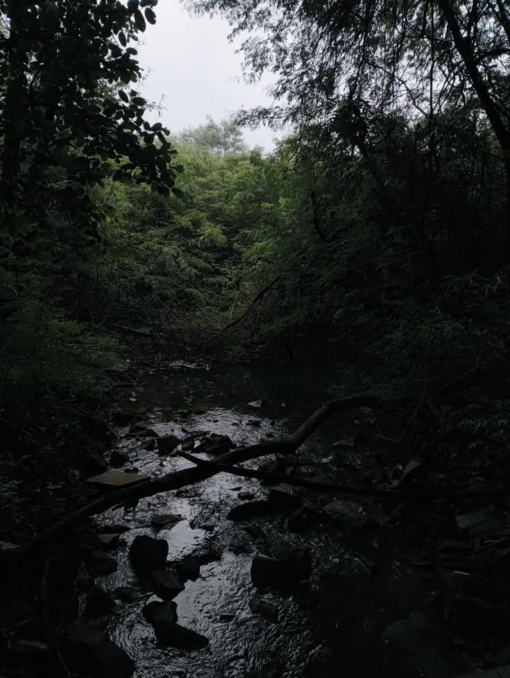 elemmiressoul's tweet photo. deep in the woods. https://t.co/ms9rbaU9gq