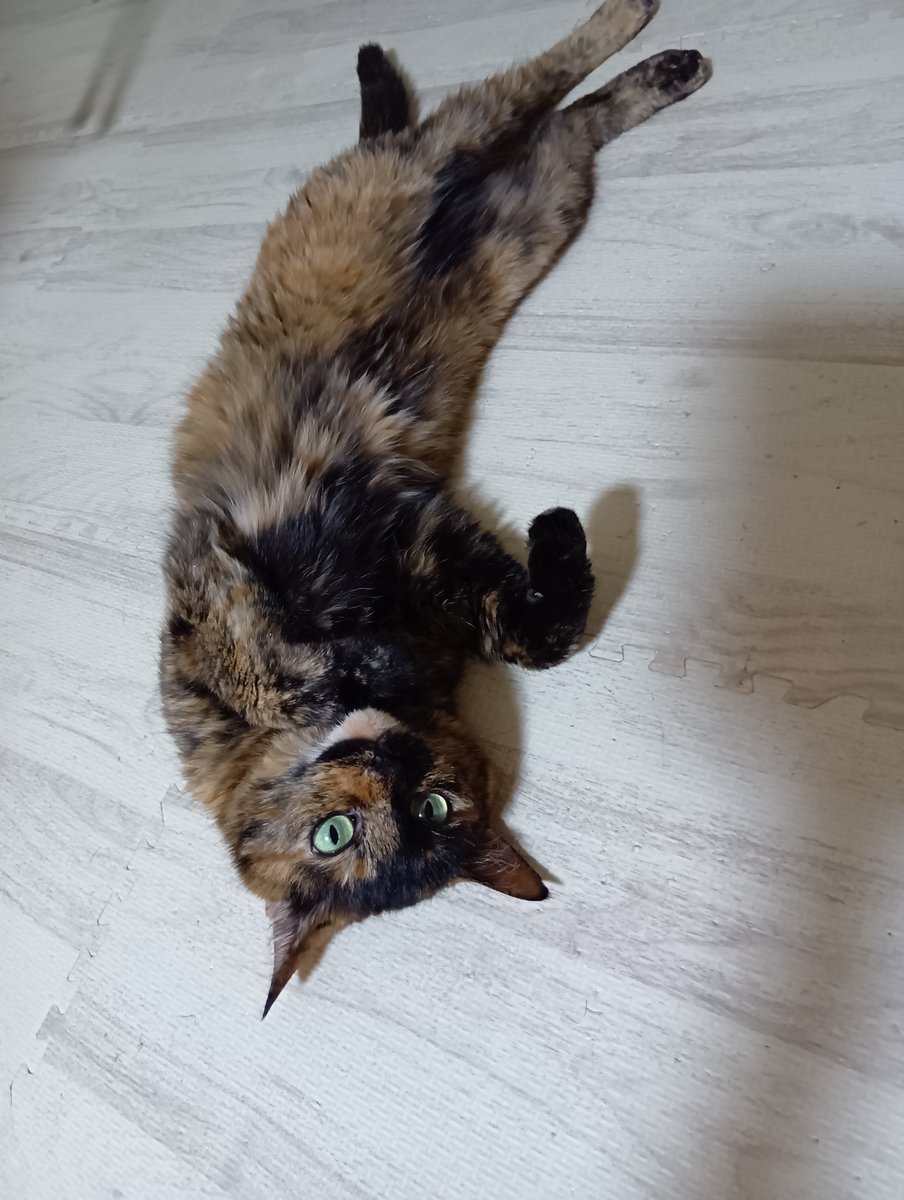 katukawayumi's tweet photo. 杏「ころん」集

※こういう写真撮るとものすごく人懐こい猫に見えますが死ぬほど臆病で何かあるとすぐ飼い主不信に陥る猫です

#猫のいる暮らし https://t.co/q2rXbZ9uv6