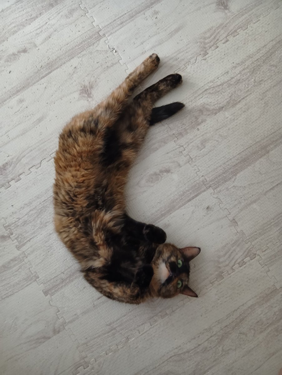 katukawayumi's tweet photo. 杏「ころん」集

※こういう写真撮るとものすごく人懐こい猫に見えますが死ぬほど臆病で何かあるとすぐ飼い主不信に陥る猫です

#猫のいる暮らし https://t.co/q2rXbZ9uv6