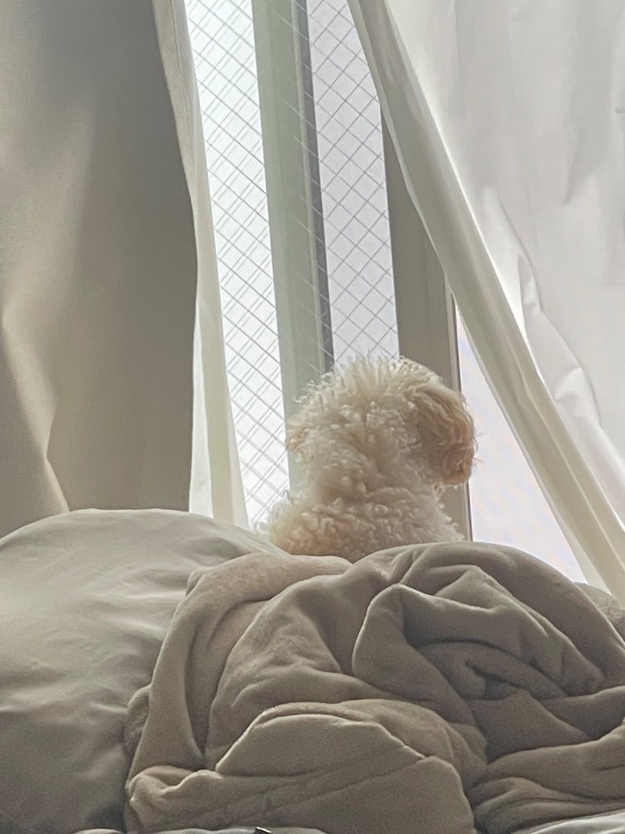 toikumapuu's tweet photo. 皆様
おはようございます🐻‍❄️最近は出張でラテを預けてバタバタでしたがようやく帰宅してラテとの時間過ごせてます🎶

前から少し膝が弱いとの事でレントゲン撮りました。そんな大した事はないみたいで良かったですノミ・マダニ予防の薬もペロって食べてくれて良かったです。数日間お薬生活です https://t.co/g6zqawfAV6
