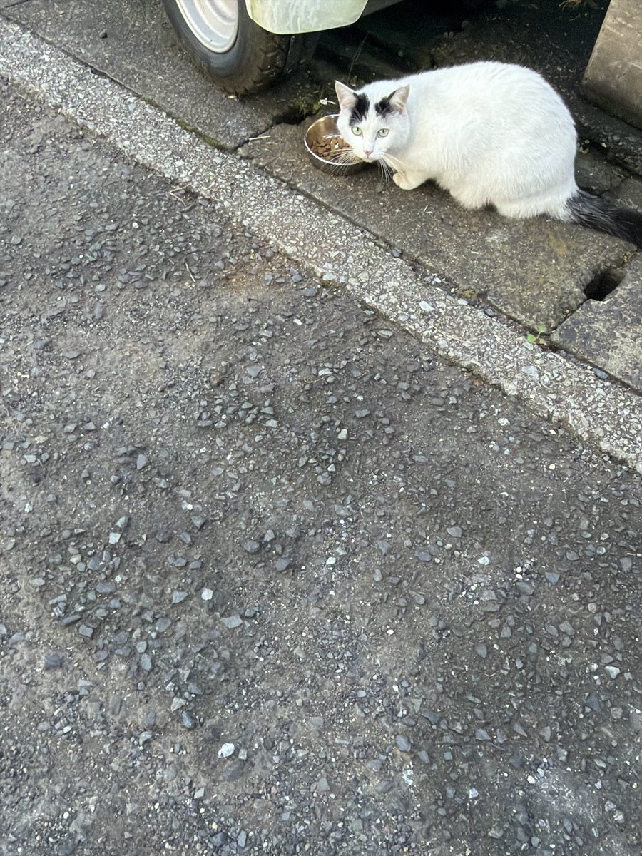 becochhi's tweet photo. 最近白あんにゃんさん来ないなあ思ってたら朝、普通ににゃあーってきてました☺️
からあげにゃんさんは皆勤です🙌 https://t.co/P7q2QHresX