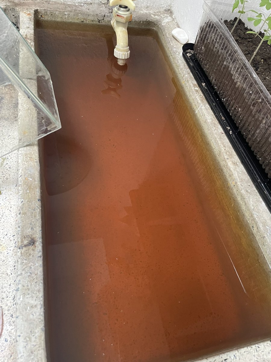 IsraelA48091277's tweet photo. @siapagdl @Trafico_ZMG  le puse cloro al agua por que huele a drenaje y se hizo asi, el agua disque potable que llega a los hogares. NO laven sus alimentos con esta agua.
Huele muy feo, esto por Moctezuma/colli zapopan https://t.co/Jb92KzHUDn