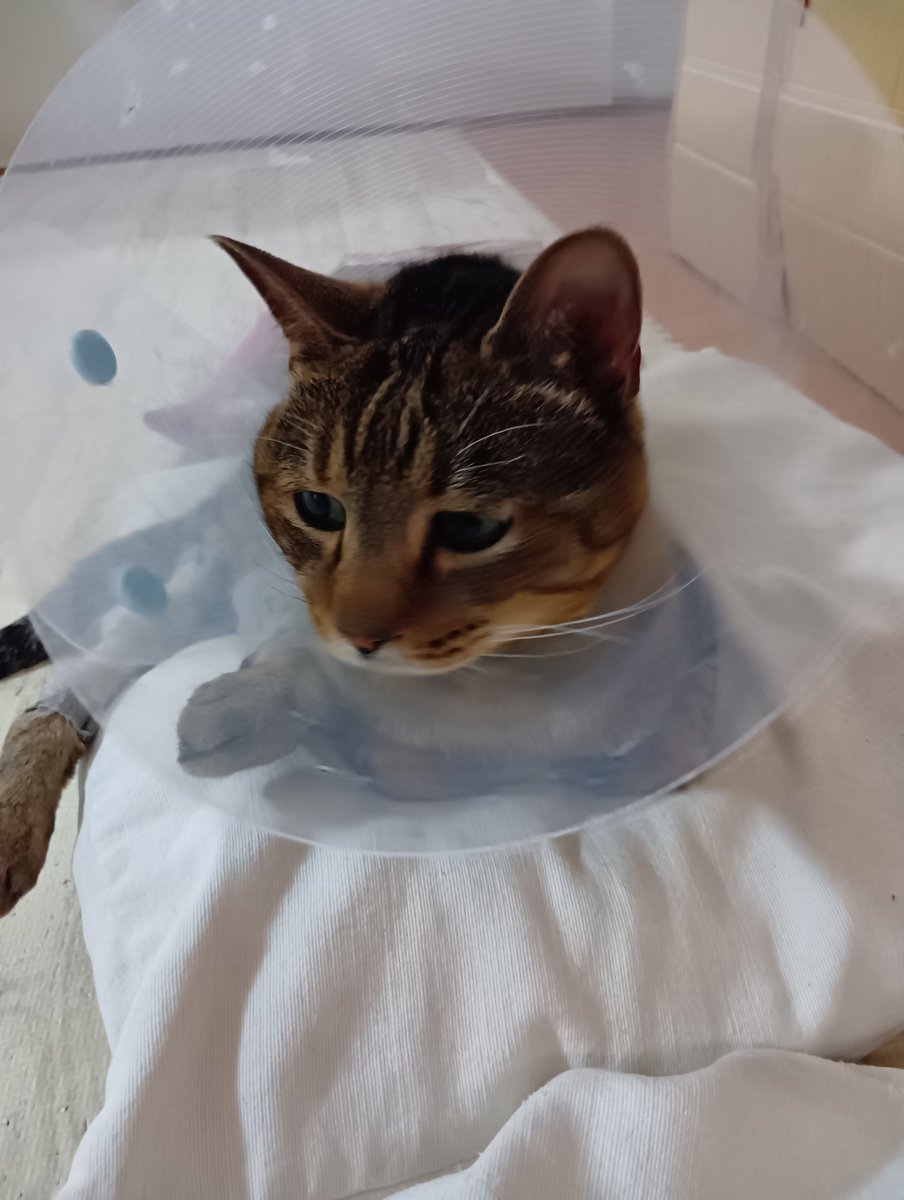 katukawayumi's tweet photo. 間違い探し

右と左で違うところが一箇所あるよ
わかるかにゃ？

#猫のいる暮らし https://t.co/B7F7HS36N8