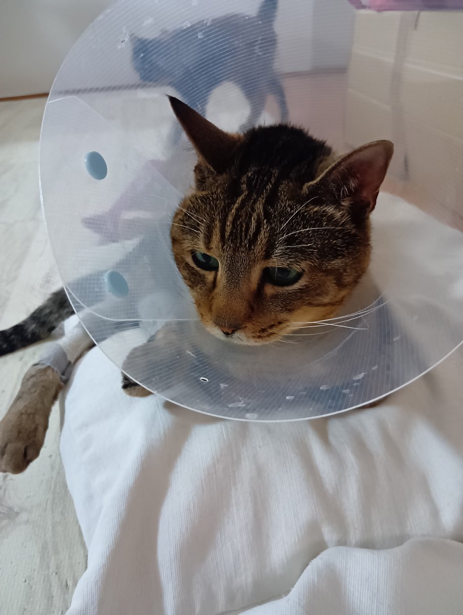katukawayumi's tweet photo. 間違い探し

右と左で違うところが一箇所あるよ
わかるかにゃ？

#猫のいる暮らし https://t.co/B7F7HS36N8