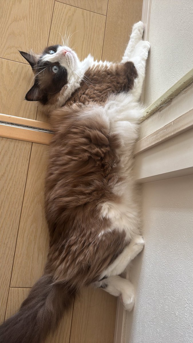 minatomati9582's tweet photo. おはにゃん。今日も全ての犬猫さんにとっていい1日になりますように。 https://t.co/3znmpSa776