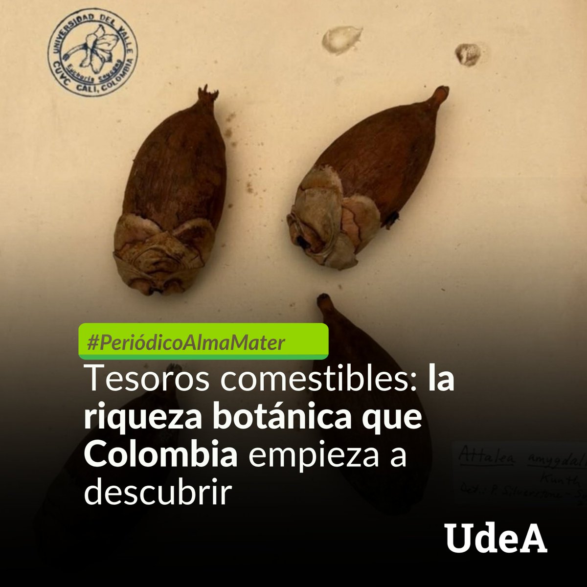 UdeA's tweet photo. 🌿 ¿Cuántos vegetales distintos comes en una semana? En #Colombia, la mesa suele girar en torno a arroz, papa, plátano, maíz, tomate y fríjol, aunque el país tiene una de las floras más ricas del planeta.

🔎 Esa paradoja motivó al profesor Bladimir Vera Marín, candidato a doctor en Biología e integrante del Grupo de Estudios Botánicos (Geobota) de la #UdeA, a investigar las plantas alimenticias de las seis biorregiones colombianas: Andina, Caribe, Insular, Pacífica, Amazonía y Orinoquía.

📊 Los primeros resultados sorprenden: de unas 30.000 especies vegetales documentadas en el país, más de 3.800 tienen uso alimenticio. 

💚 Estos hallazgos se presentarán ante la comunidad científica colombiana el 8 de octubre, en el marco del XIII Congreso Colombiano de Botánica.

📌 Toda la información en el #PeriódicoAlmaMater 👉https://t.co/Kr6mYAfSOn