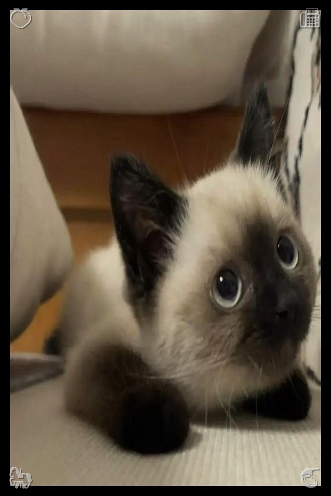 AhmetEsiroglu's tweet photo. 🩼Video Game with Friends Health is restoredThe next morning, Buddy woke up to the sound of Lily’s voice, calling his name softly, and he stretched his tiny legs, wiggling his body as he climbed off his bed to find her. https://t.co/AE5QUjr9vE