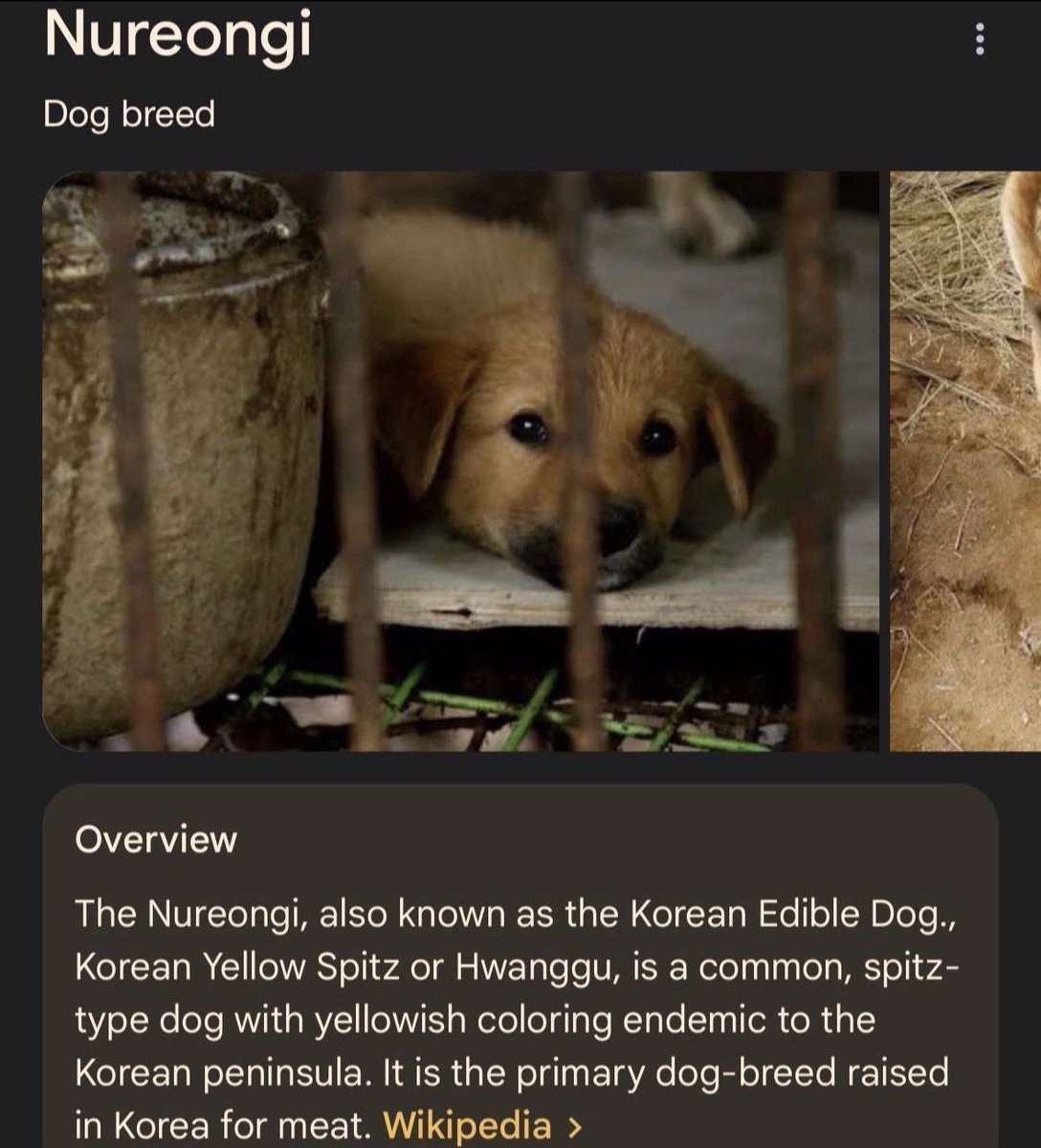 sibaburck's tweet photo. Is this still true if I’m eating meat from dogs and cats? Can I be a dog lover AND eater or is that kinda weird? https://t.co/L5B0J7rNhj