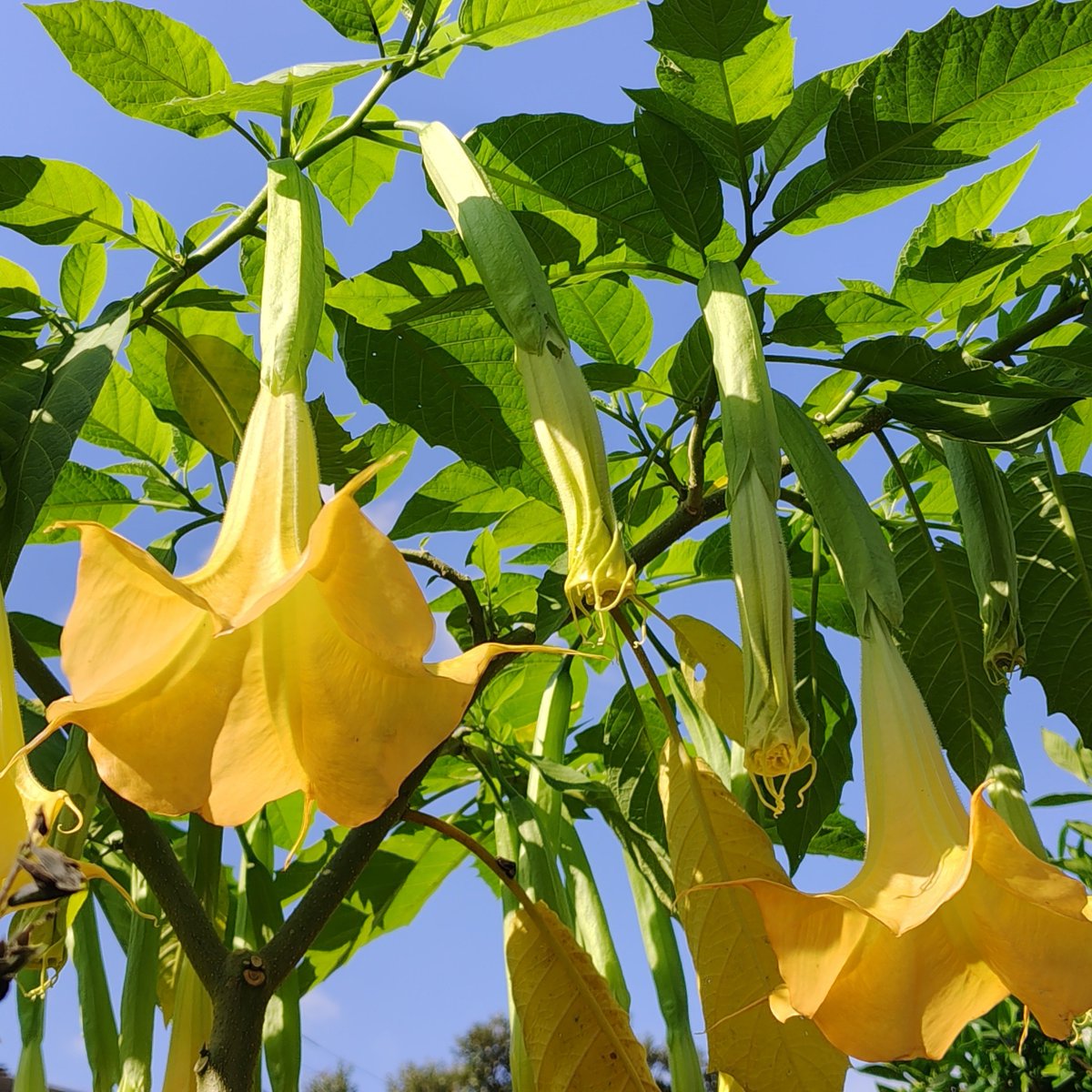 MCEI_TOKYO's tweet photo. おはエム！秋なのに夏を感じる花もまだ咲いてるんですね。まだ季節が混在している10月です。
火曜日頑張っていきましょー！
#植物観察
#エンジェルストランペット
#企業公式が朝の挨拶を言い合う https://t.co/UKNqhcT4Lf