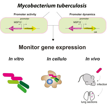 CellRepMethods's tweet photo. Mycobacterium tuberculosis gene expression dynamics in host environments with single-cell resolution dlvr.​it/TVngyd https://t.co/827zOjsNWc