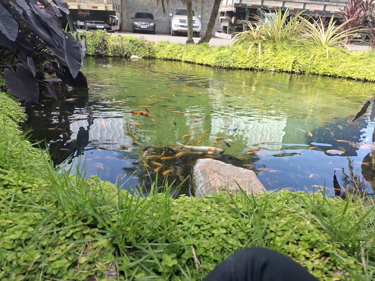 radioatIvana's tweet photo. Mó paz essa ser a minha vista no horário de almoço do trabalho... 🐠🐟🌺🌾🍂 https://t.co/jPhIfNJzWS