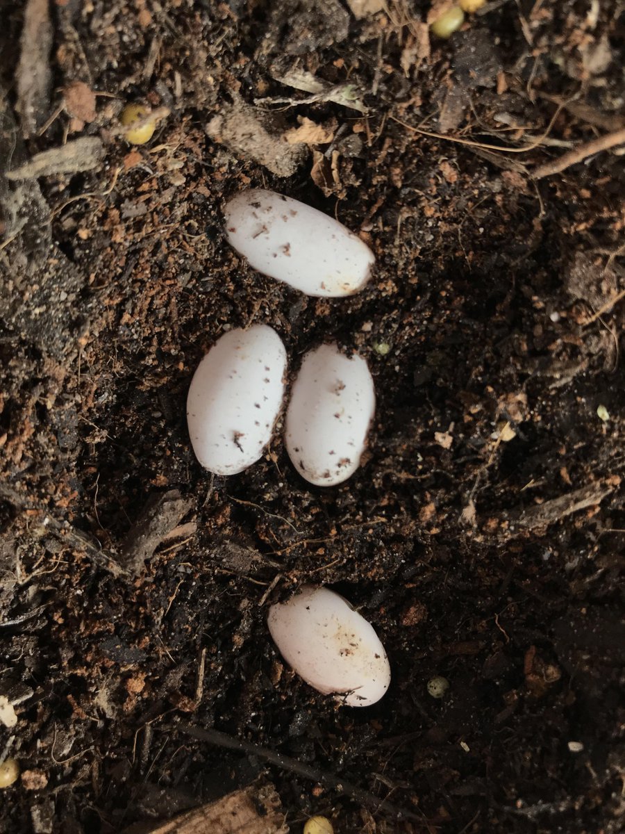 azrathetical's tweet photo. Everyone is arguing about Grusch. Meanwhile... I'm on day 4 of realizing that tictacs are just lizard eggs. https://t.co/DZADEuTlls
