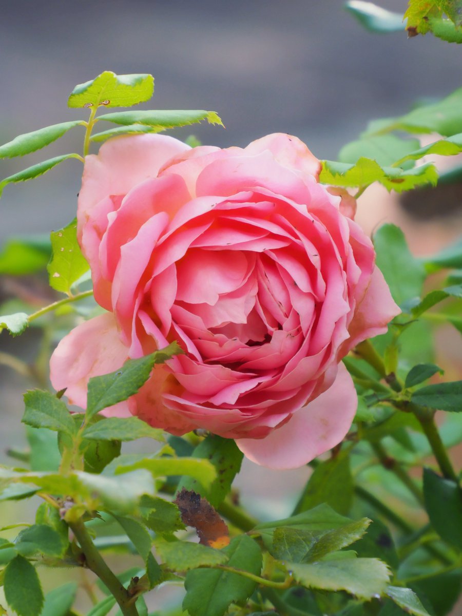 Tsukushi55's tweet photo. 今朝は曇りです。庭の薔薇です。 https://t.co/Ze6LUzH790