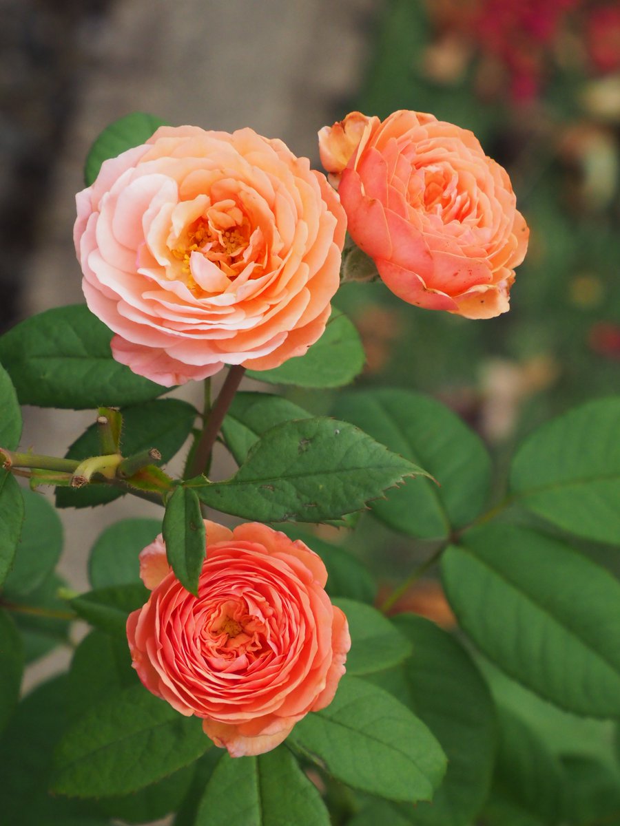 Tsukushi55's tweet photo. 今朝は曇りです。庭の薔薇です。 https://t.co/Ze6LUzH790