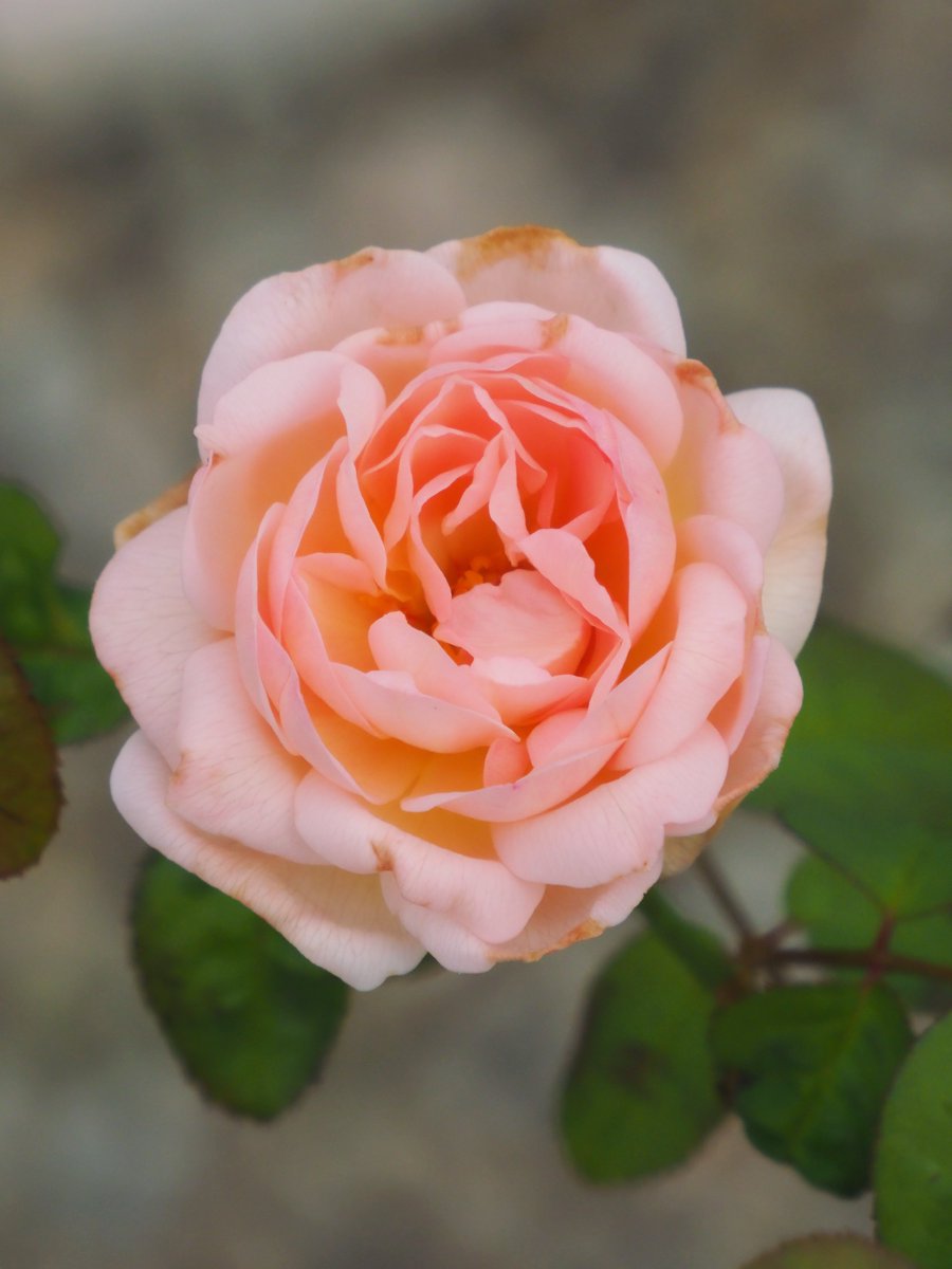 Tsukushi55's tweet photo. 今朝は曇りです。庭の薔薇です。 https://t.co/Ze6LUzH790