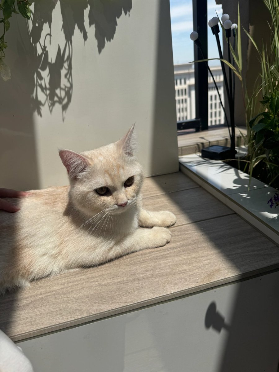 Ulicho1's tweet photo. Life is an experience—even if it means simply sitting quietly, gazing out the window at a small corner of the world. To the eye, perhaps even the ordinary holds a hidden, extraordinary poetry https://t.co/SBi3XFsAIC
