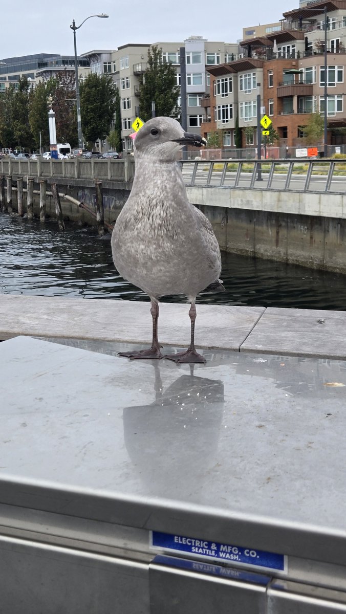 seventea4th's tweet photo. I hate seagulls 

"Mine" https://t.co/4MO9WgkVjq