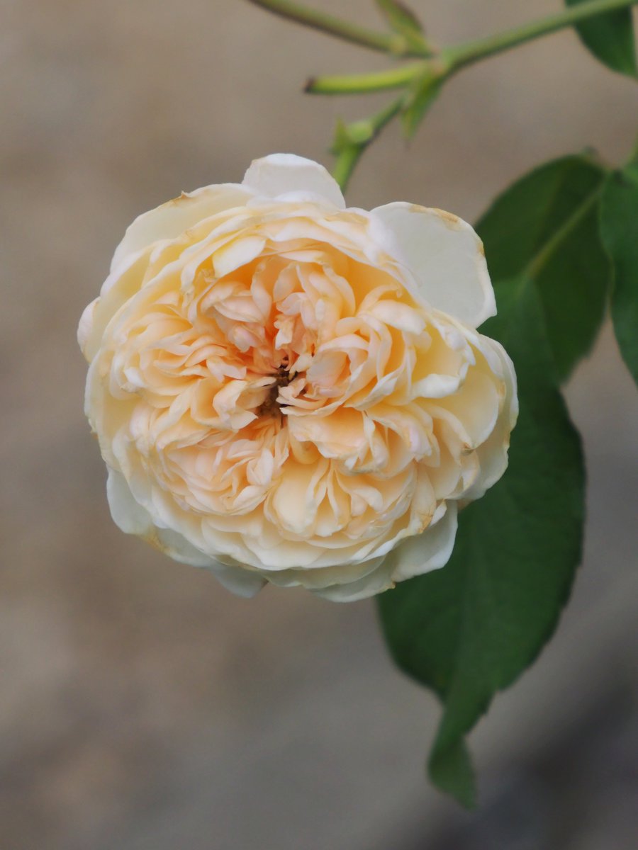 Tsukushi55's tweet photo. 庭の薔薇です2 https://t.co/EePvSJuDTs