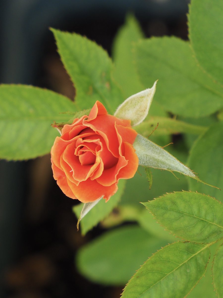 Tsukushi55's tweet photo. 庭の薔薇です2 https://t.co/EePvSJuDTs