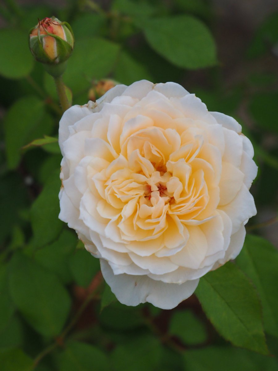 Tsukushi55's tweet photo. 庭の薔薇です2 https://t.co/EePvSJuDTs