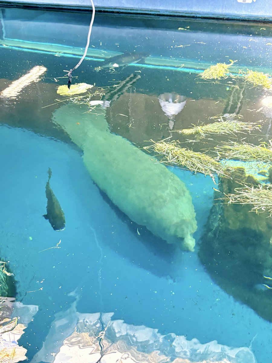 KankyoRyoko_'s tweet photo. 里海づくりスタディツアー in 鳥羽
10月1日・2日、三重県鳥羽市で里海スタディツアーを開催しました🌊鳥羽水族館では若井館長と三谷室長からウシモツゴの保全やジュゴンと海草の話など、水族館の役割や保全に関するお話を伺いました。バックヤードも見学させていただき、深い学びに繋がりました。 https://t.co/B8THSLCYJB