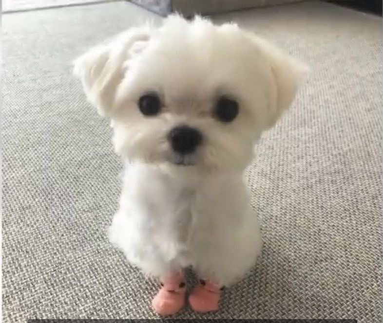 Dreamcorefk's tweet photo. 🌷; Se busca amiguitos que interactúen muchote y tuiteen para comentarles. 🤲🏻❗️❗️ https://t.co/79FJZFPXOu