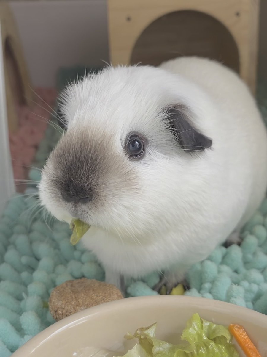An adorable white rabbit with gray markings on its ears and nose is eating a piece of lettuce next to a bowl of vegetables on light blue bedding.