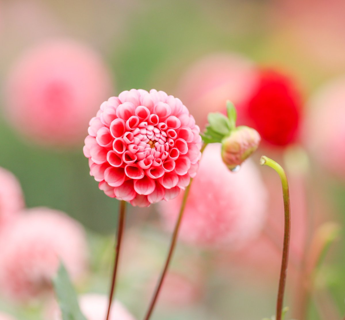 green_ice52's tweet photo. ダリア　福丸
この可愛さははなんなの
小さく丸く花弁がぎゅっとしててかわいいのなんの
今年のお気に入り

#町田ダリア園 https://t.co/sOGzZWCpn3