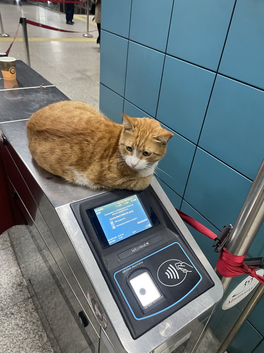 atesetmemike's tweet photo. üsküdar marmaray girişi sağ turnikedeki sarı kedy https://t.co/Cyg920kD5J